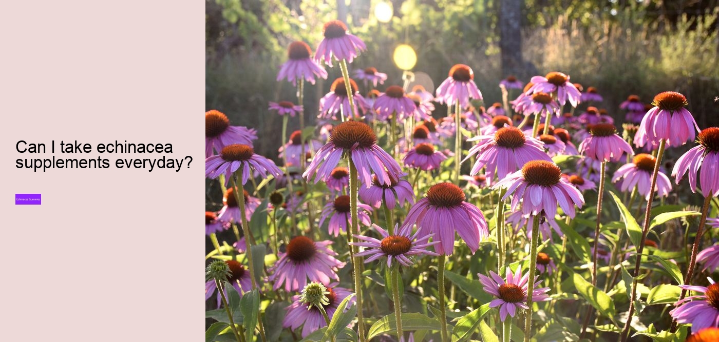 Is echinacea good before bed?