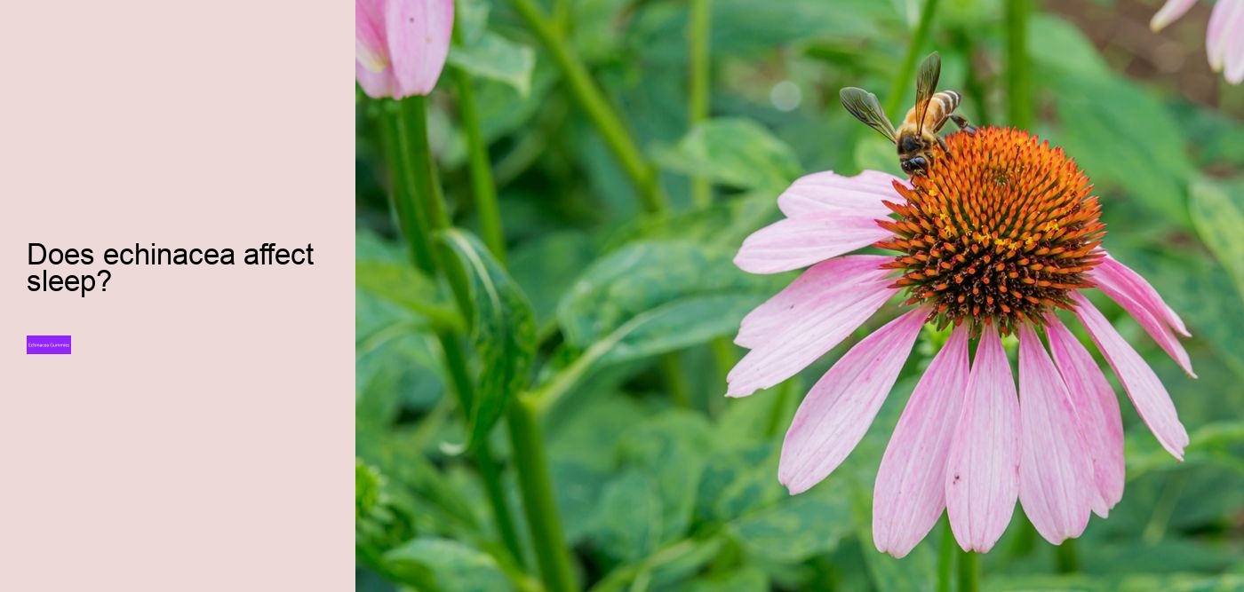 What to avoid when taking echinacea?