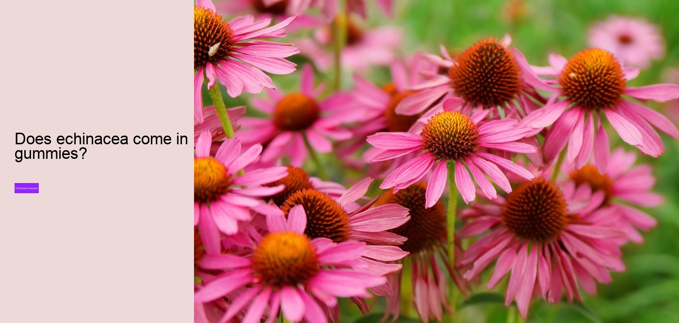 Why not take echinacea on an empty stomach?