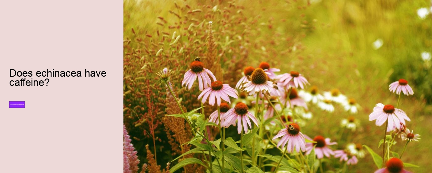 echinacea in gummy form