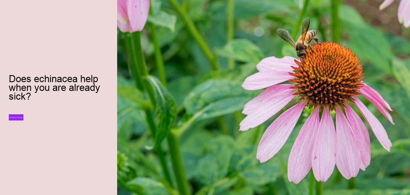 How long can you safely take echinacea?