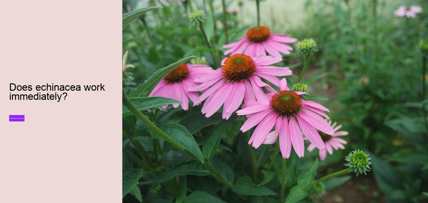 Is echinacea safe for heart?