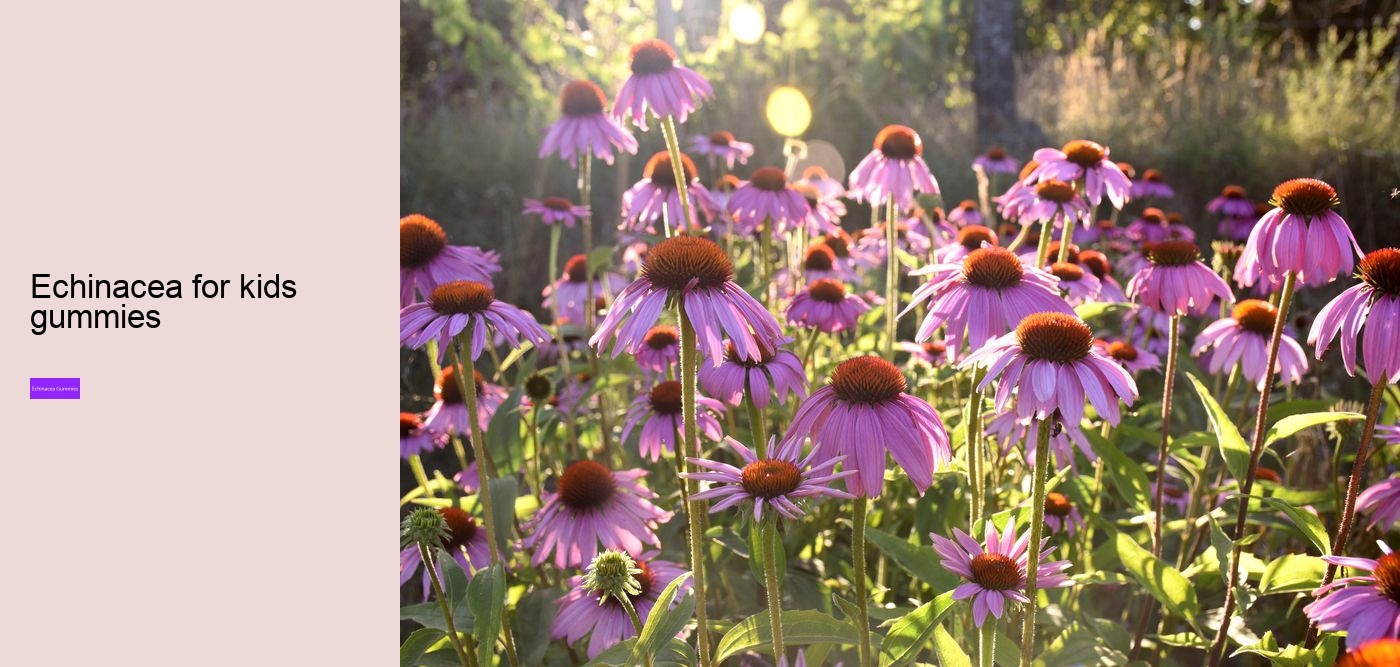 echinacea for kids