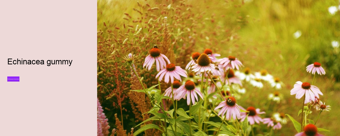 Does echinacea help when you are already sick?