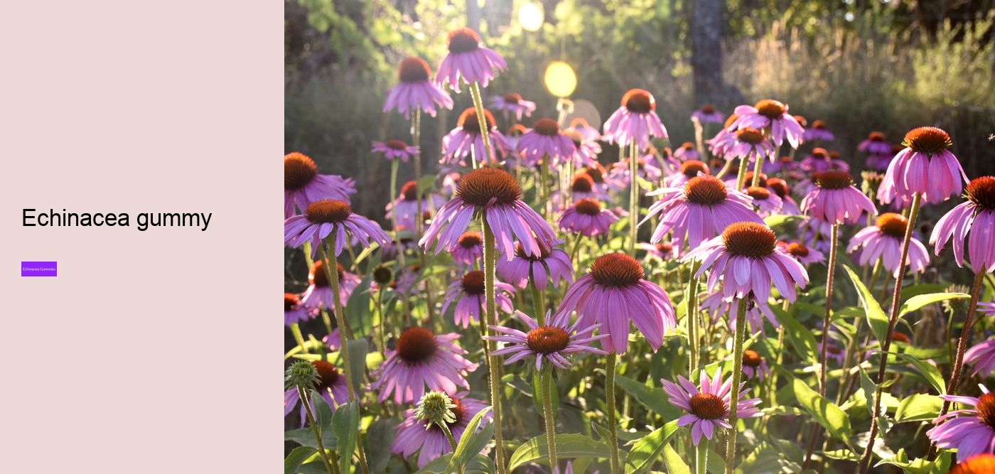 Does echinacea help with fatigue?