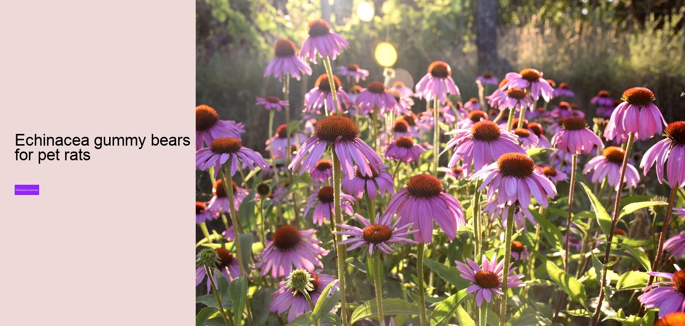 Why not take echinacea on an empty stomach?