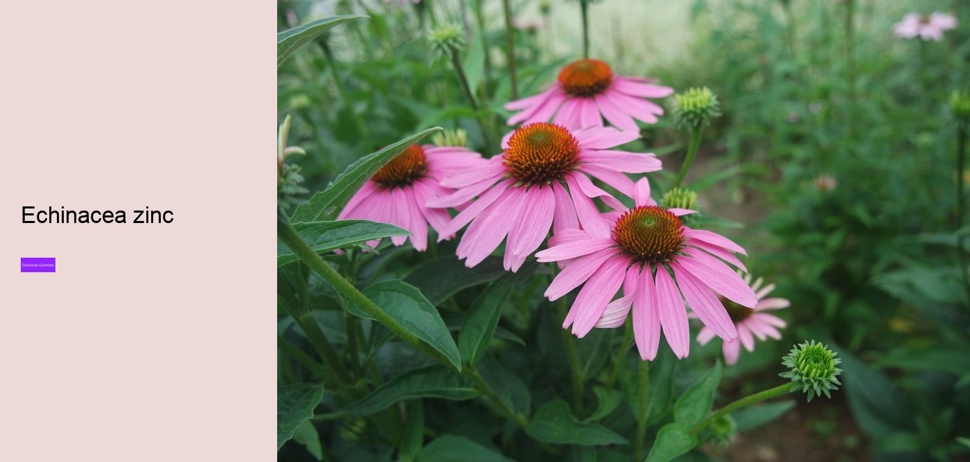 Does echinacea increase histamine?