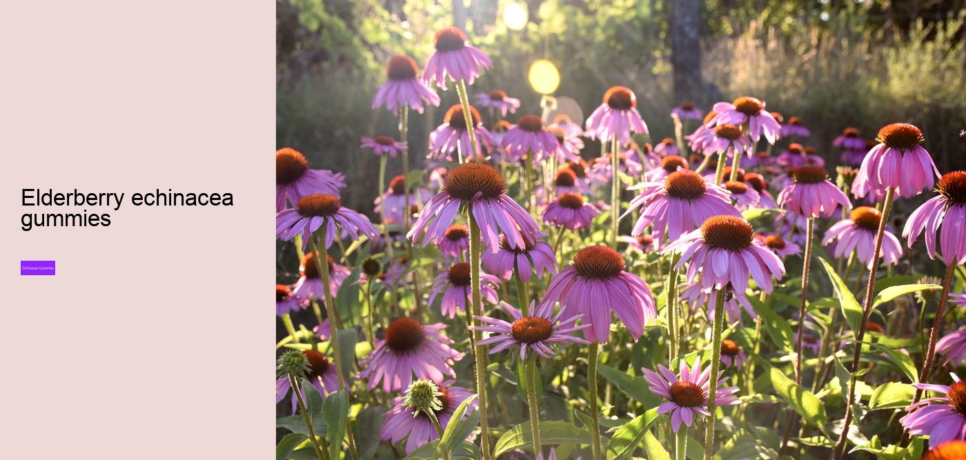 elderberry gummies with zinc and echinacea