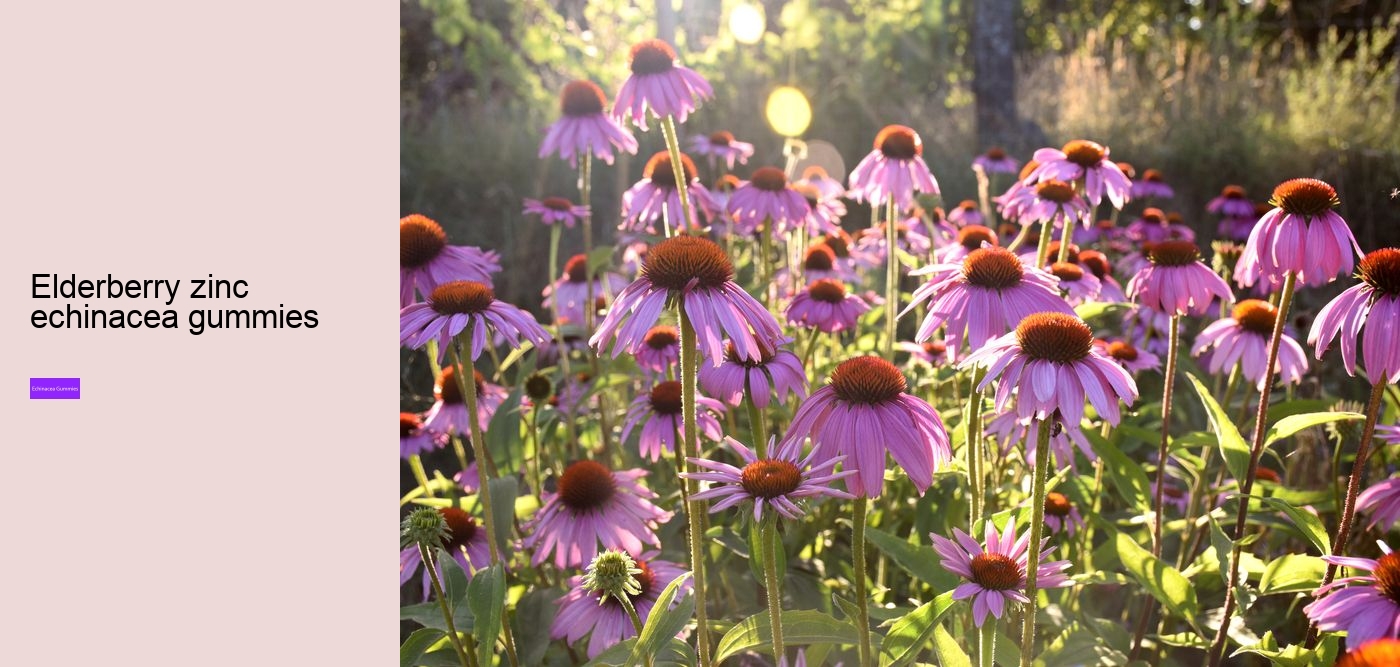 How does echinacea help your immune system?