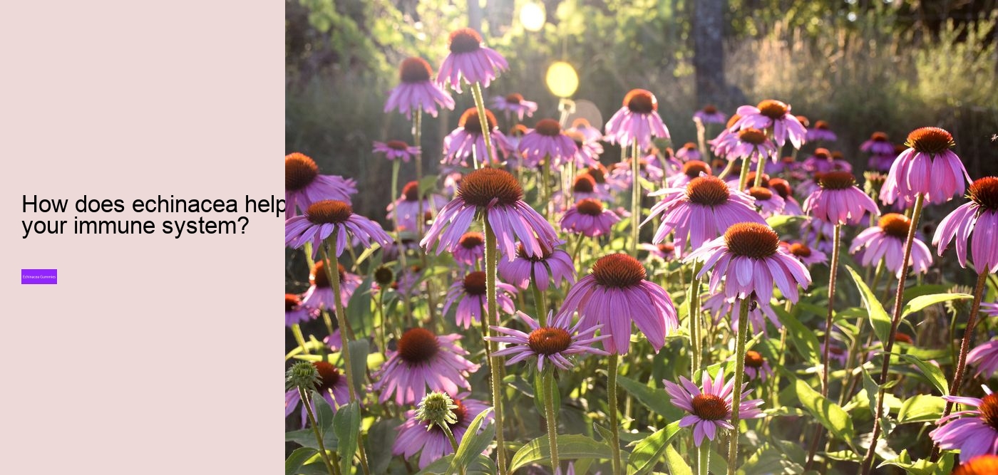 Does echinacea increase histamine?