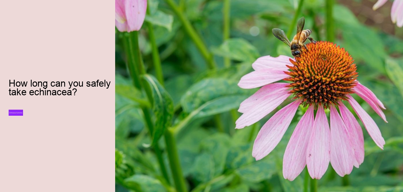 What to avoid when taking echinacea?