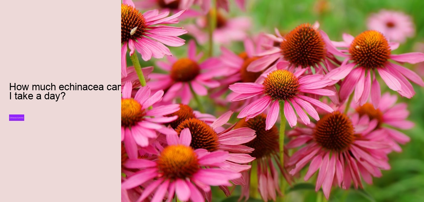 What drugs does echinacea interact with?