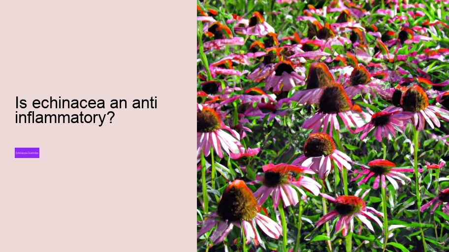 Is echinacea an anti inflammatory?