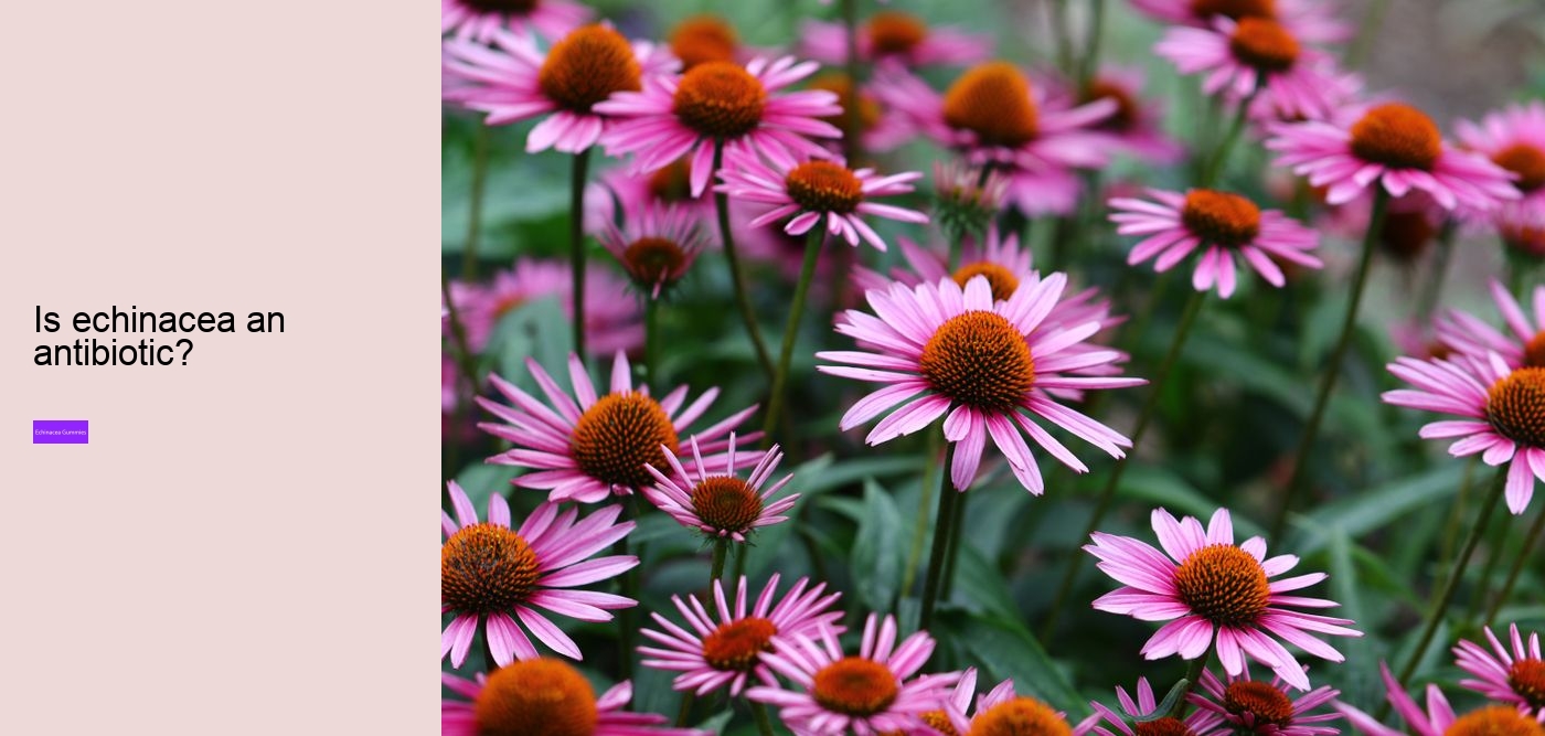 echinacea gummy