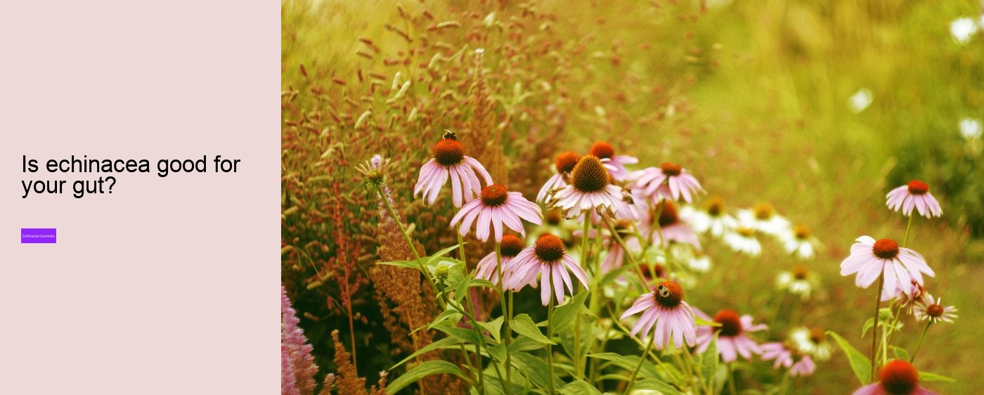 Is echinacea good for anxiety?