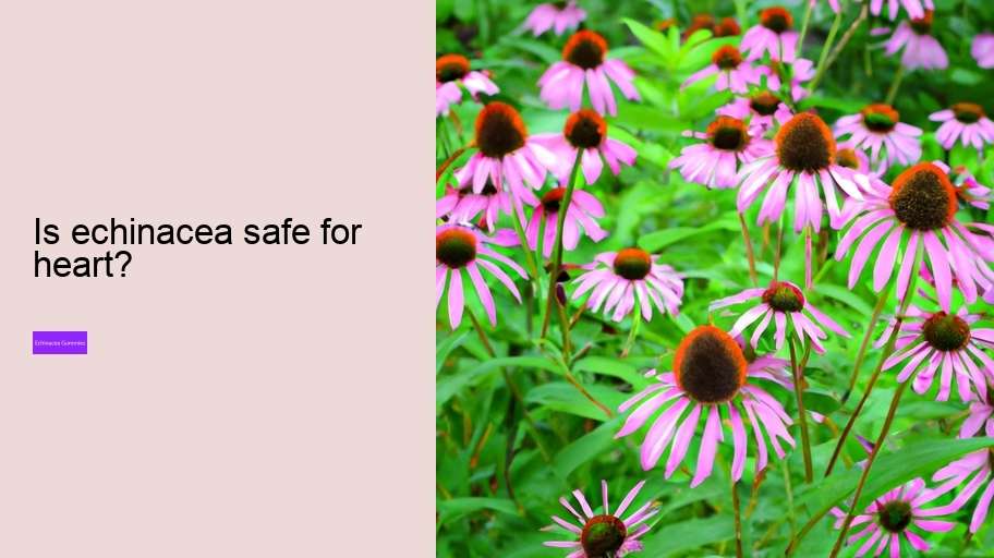 Is echinacea safe for heart?