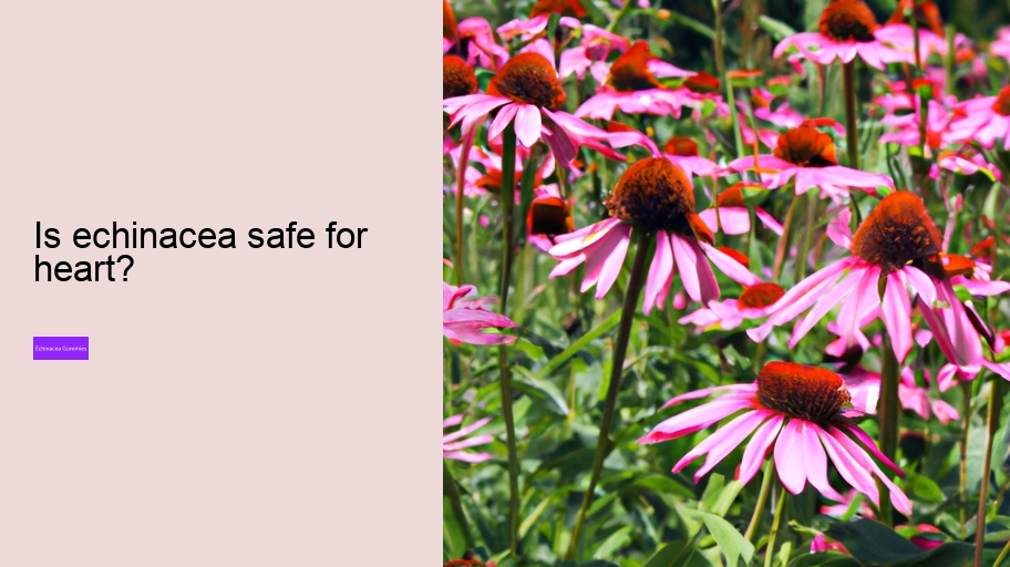 Is echinacea safe for heart?