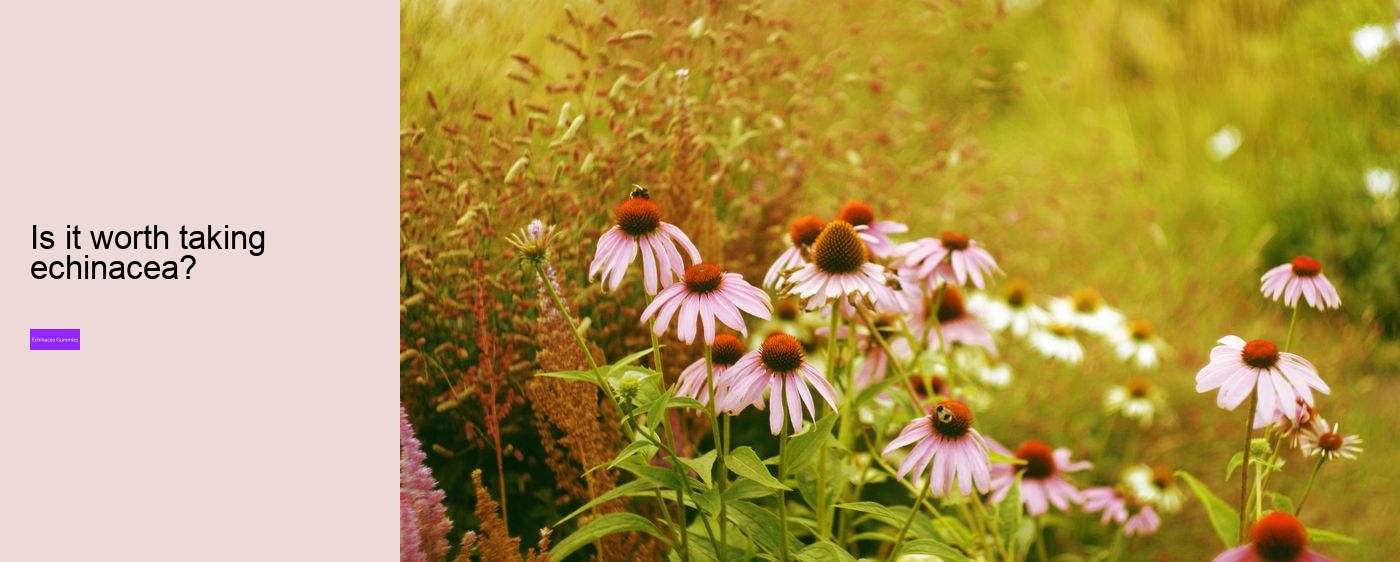 What are the side effects of echinacea?