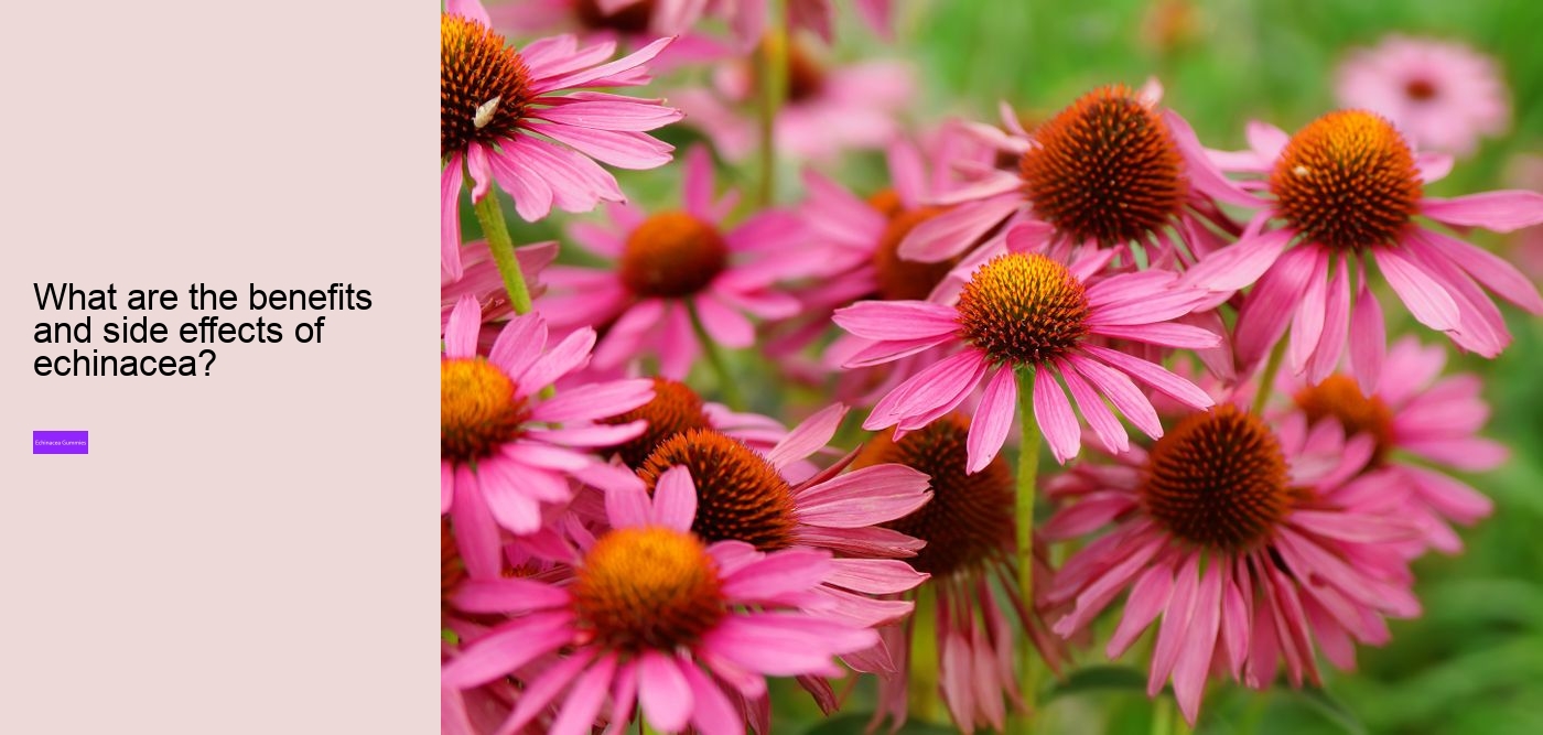 echinacea gummies for toddlers