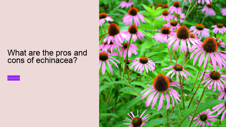 What are the pros and cons of echinacea?