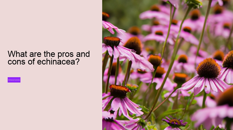 What are the pros and cons of echinacea?