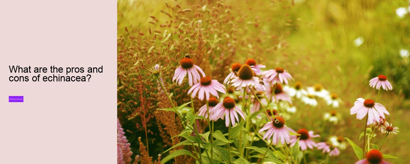 vitamin c and echinacea