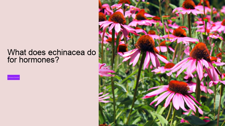 What does echinacea do for hormones?