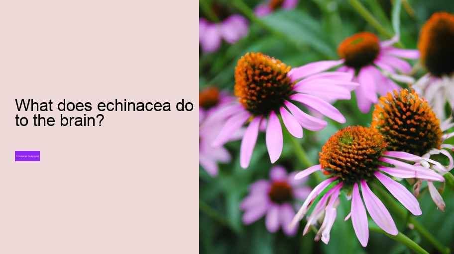 What does echinacea do to the brain?