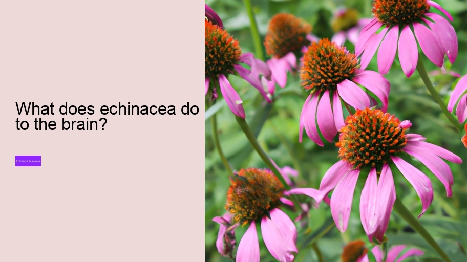 What does echinacea do to the brain?