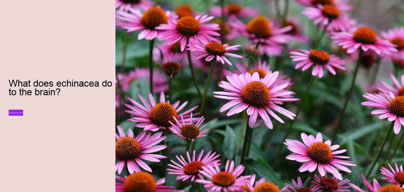 What to avoid when taking echinacea?