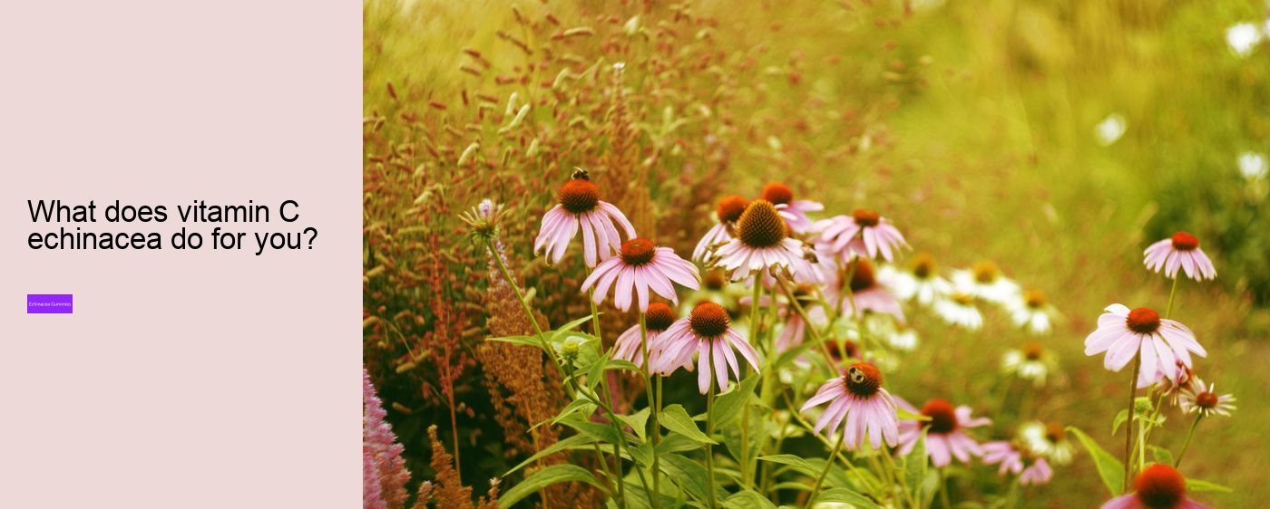 Does echinacea help with fatigue?