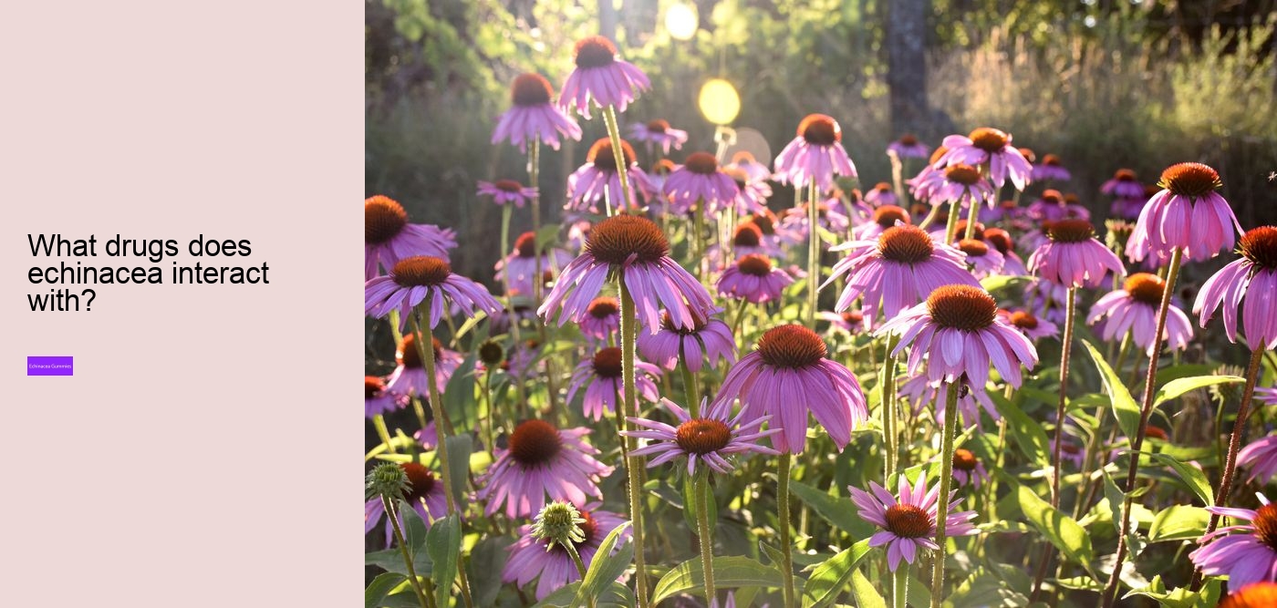 What are the pros and cons of echinacea?