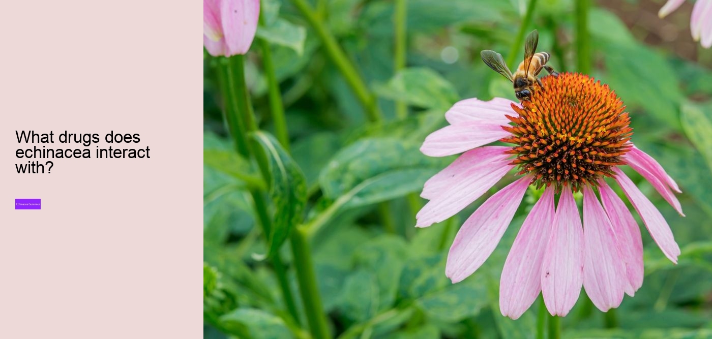 What drugs does echinacea interact with?