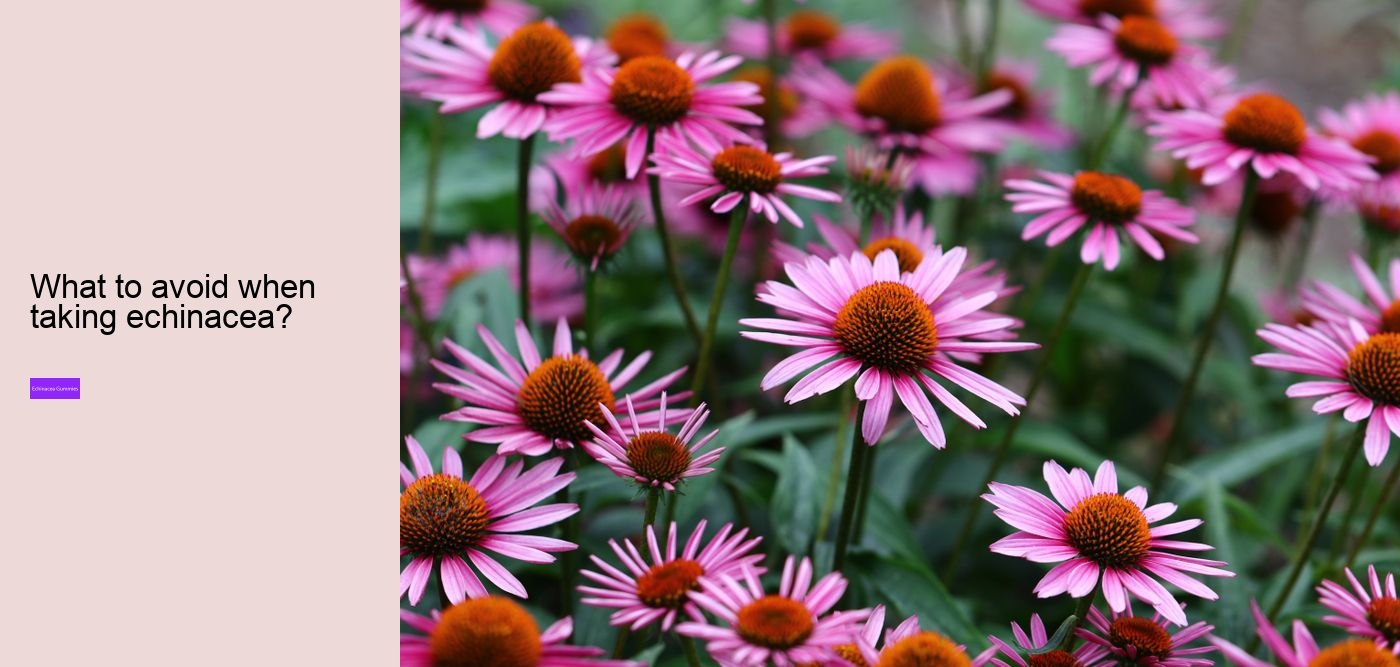 Can echinacea overstimulate the immune system?