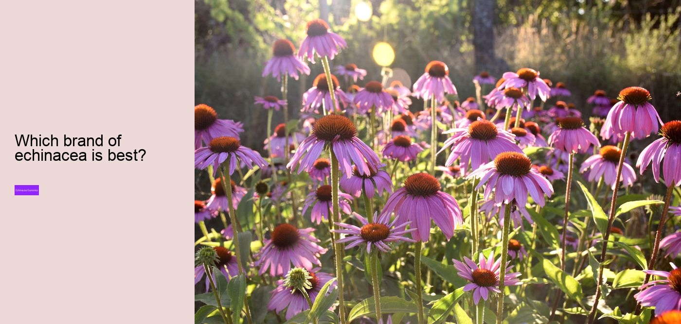 What to avoid when taking echinacea?