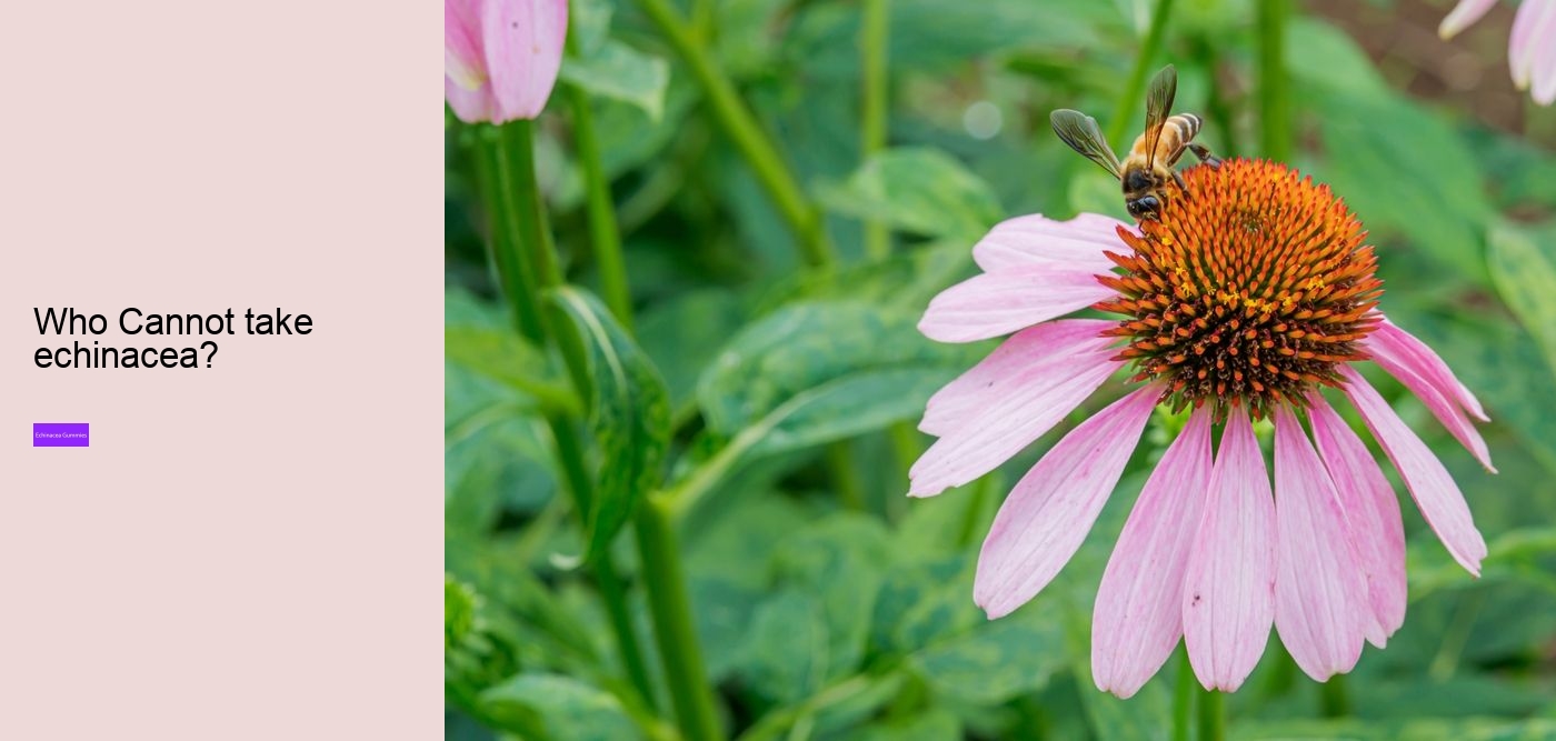 Is echinacea good for your gut?