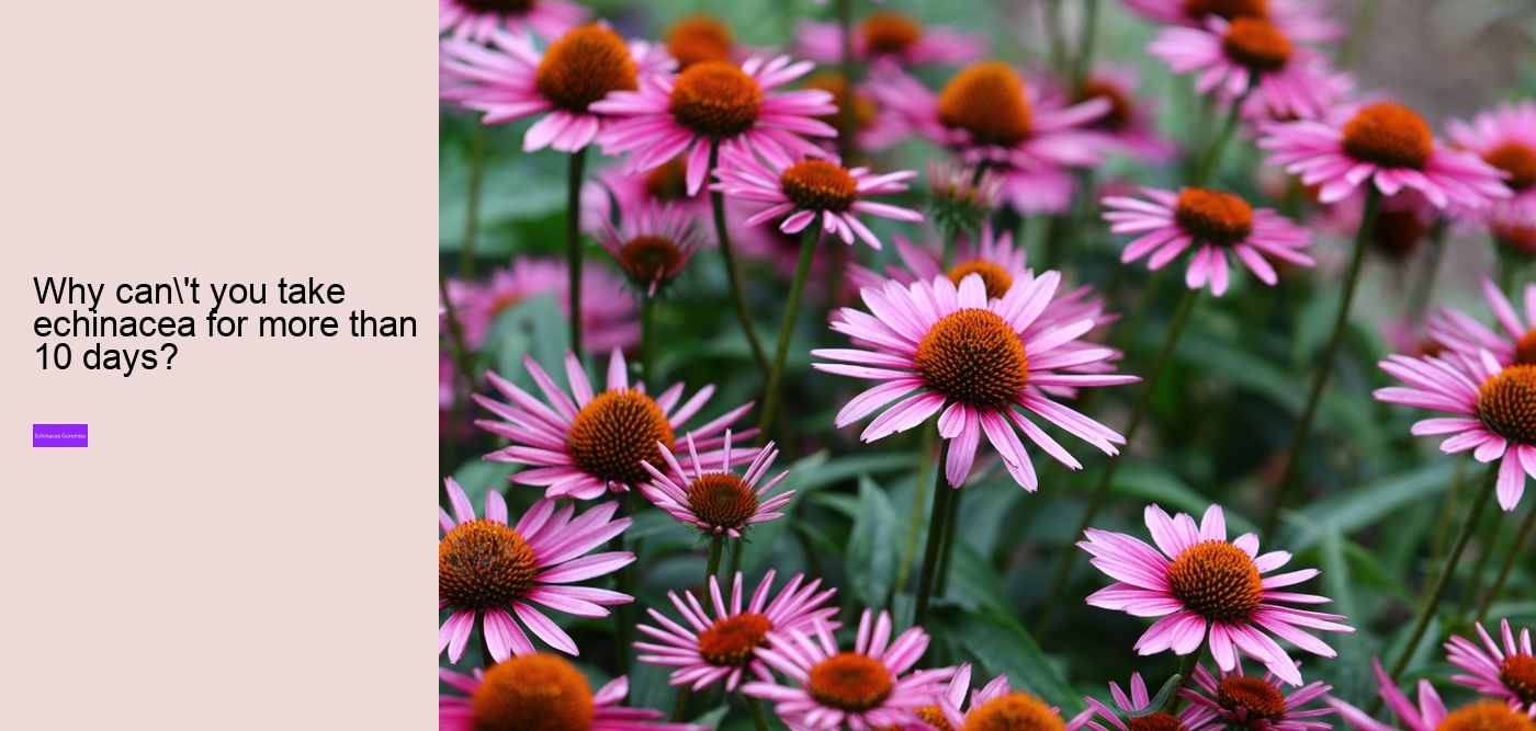 elderberry gummies with echinacea