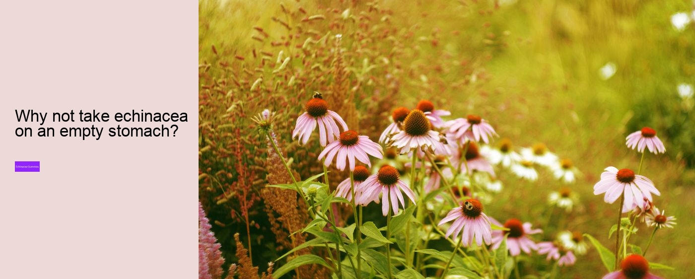 Who should not take echinacea?