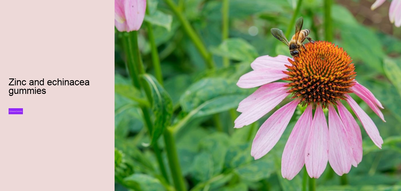 zinc and echinacea gummies