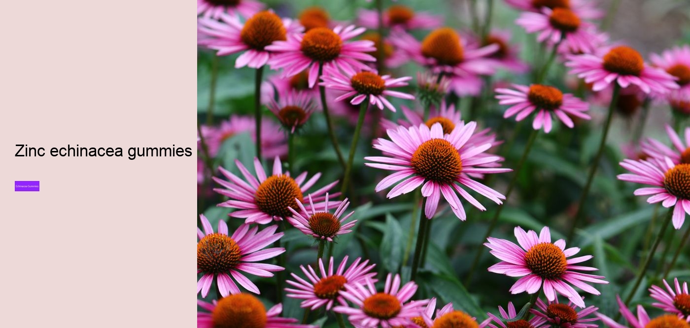 What are the benefits and side effects of echinacea?