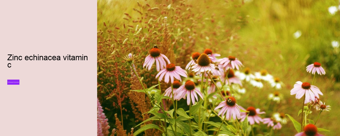 Is echinacea or vitamin C better?