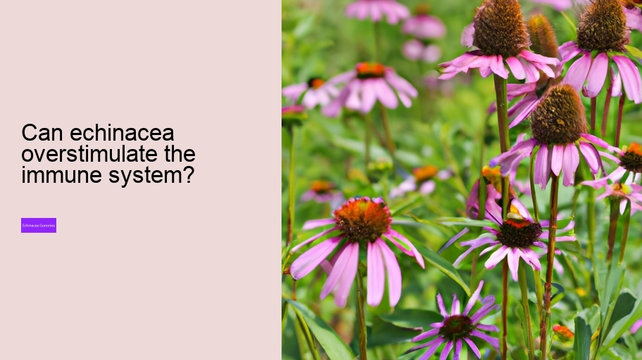 Can echinacea overstimulate the immune system?