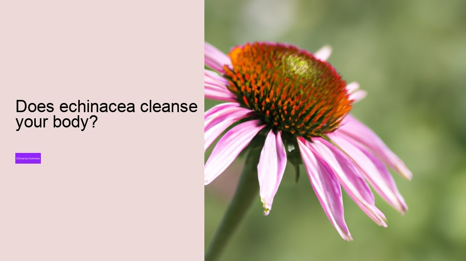 Does echinacea cleanse your body?