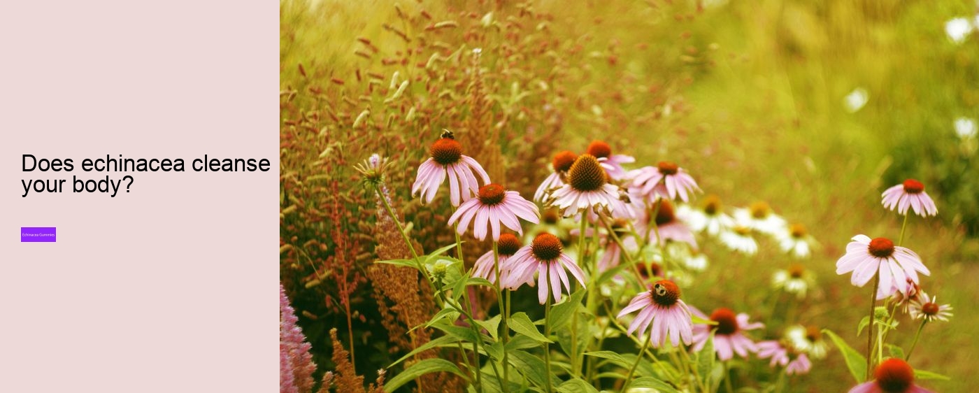 Is it worth taking echinacea?