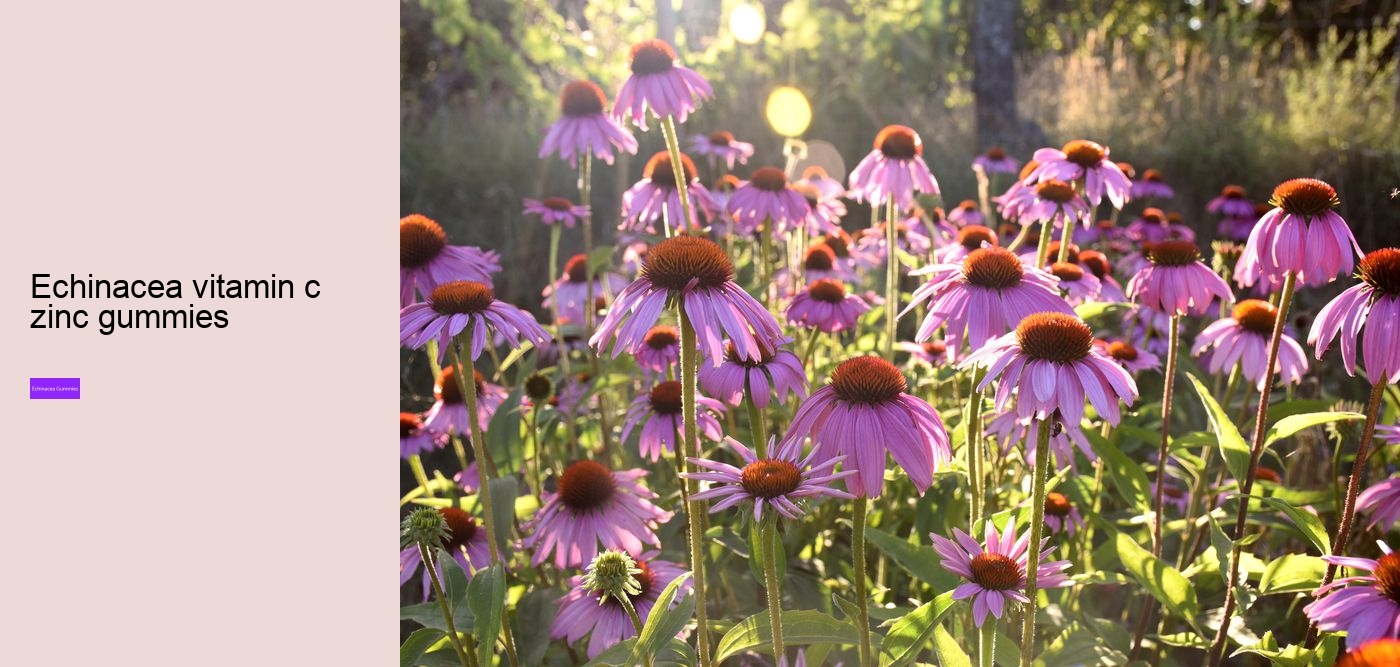 Why can't you take echinacea for more than 10 days?