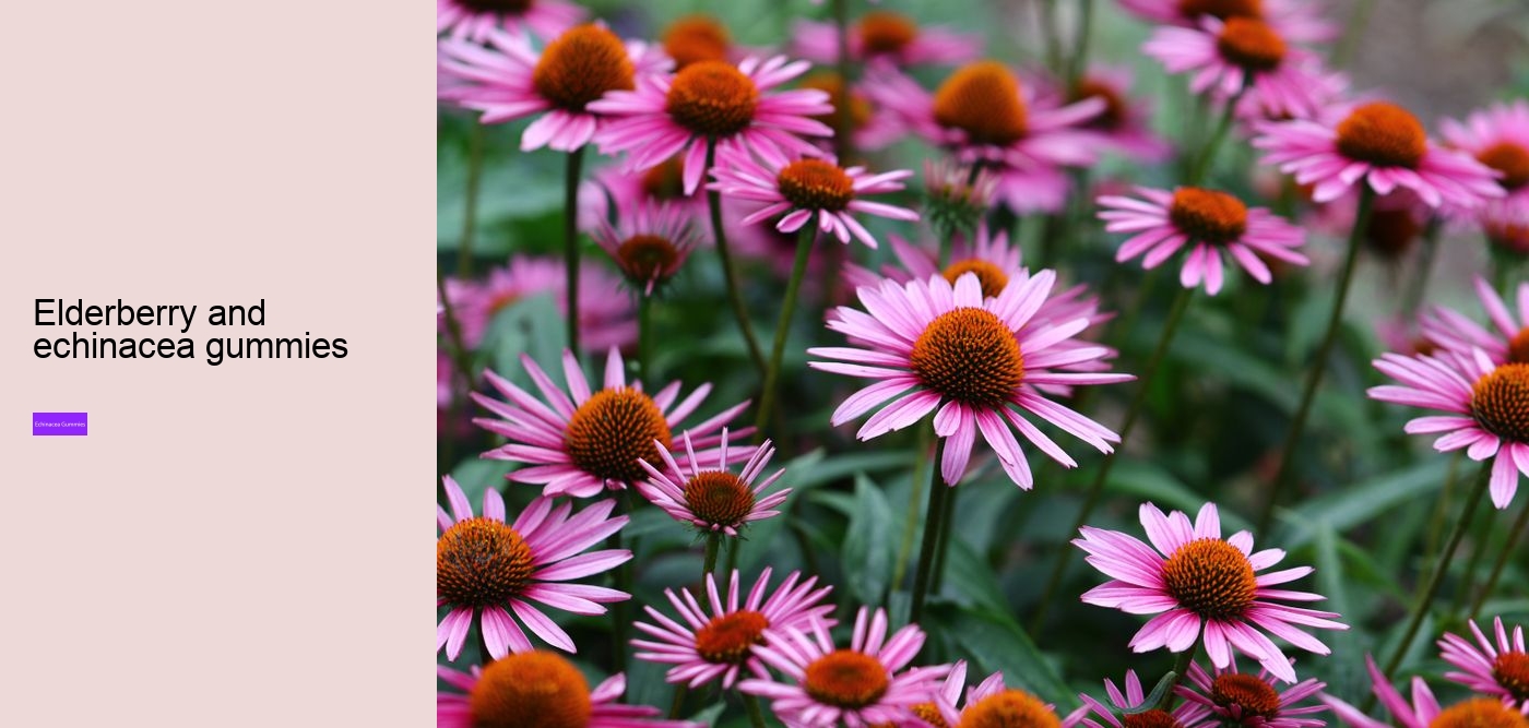 zinc and echinacea gummies