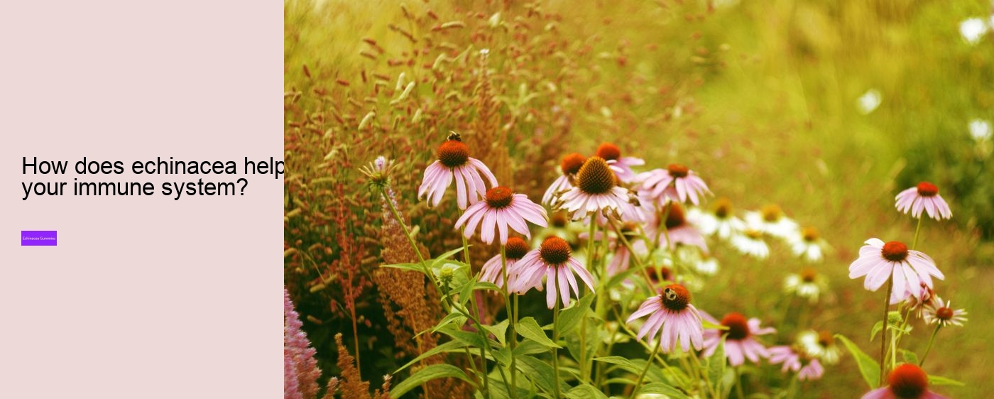 What happens if you take too much echinacea?