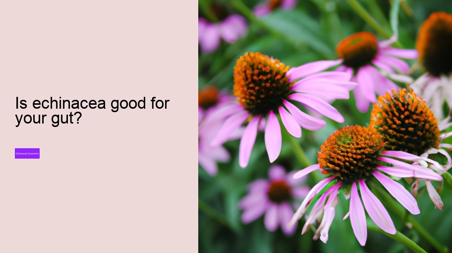 Is echinacea good for your gut?