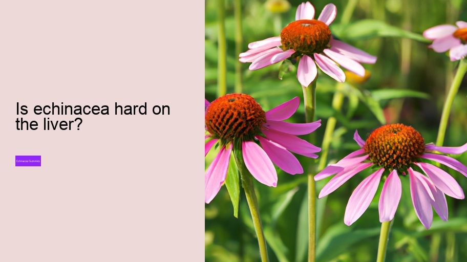 Is echinacea hard on the liver?