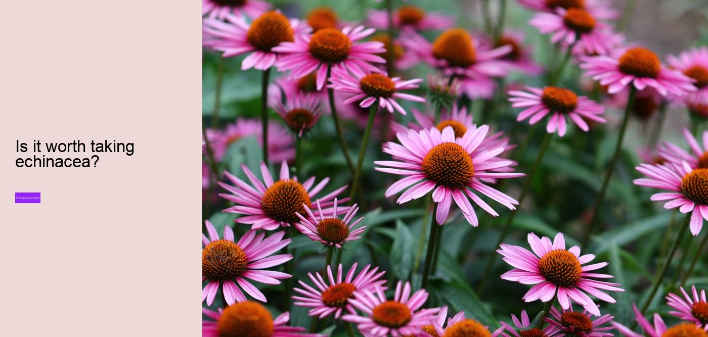 Who should not take echinacea?